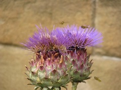 thistle