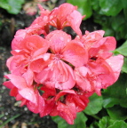 geranium